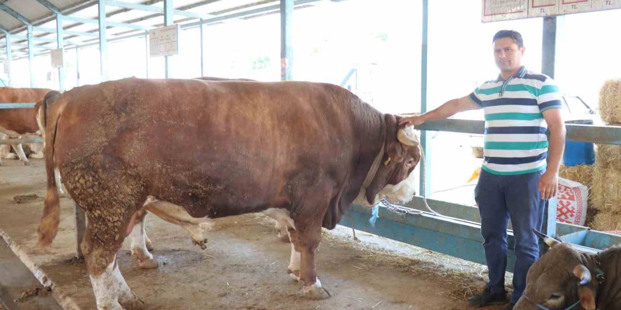 Denizli Kurban Pazarının En Büyüğü Tosun 310 Bin Tl’ye Satıldı