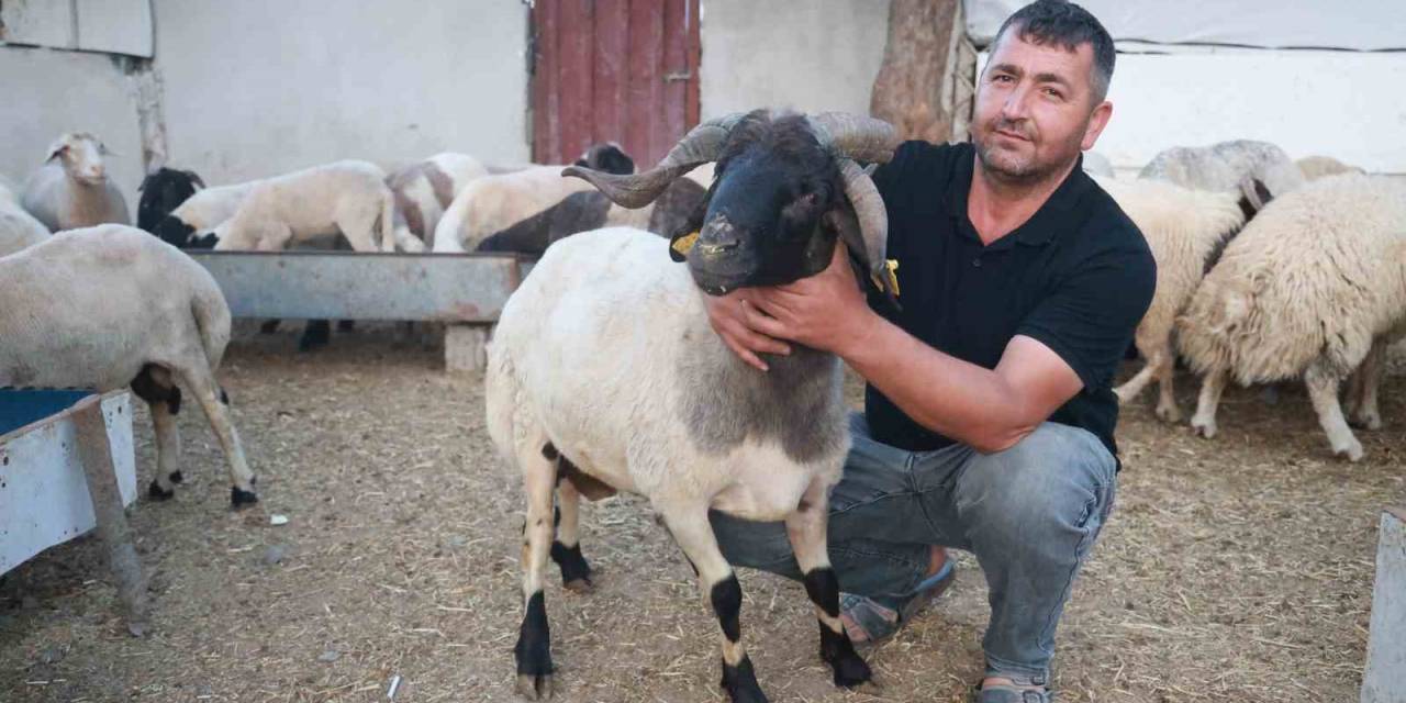 Sürüdeki 200 Hayvan Arasından 3 Boynuzuyla Ön Plana Çıkan ‘Ahırın Süsü’ İlgi Odağı Oldu