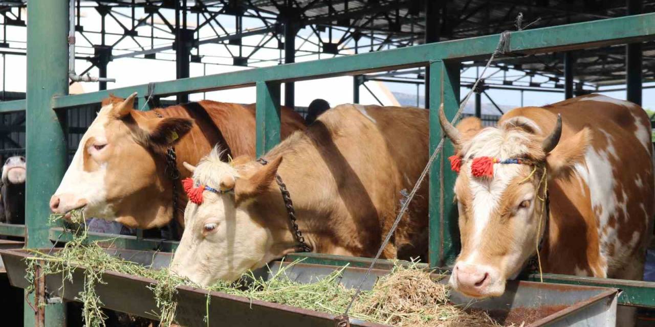 Pazarlıklar Kızıştı, Kimisi "Çok Uygun", Kimisi "Kuru Kalabalık" Dedi