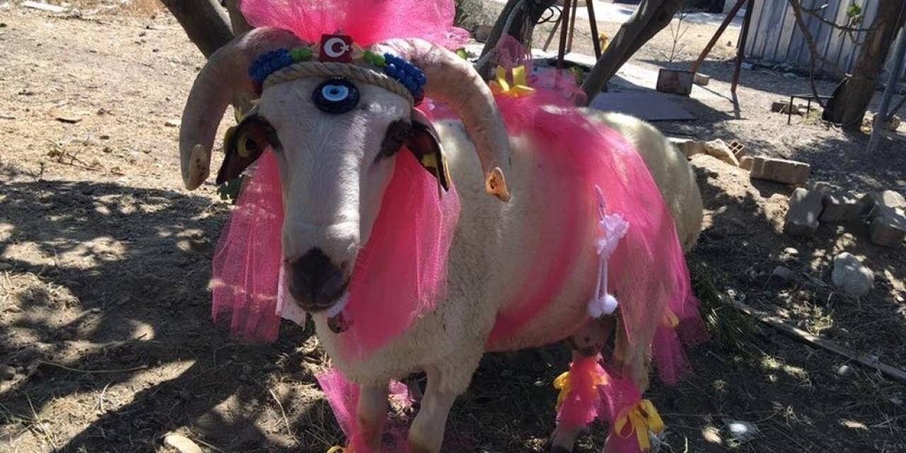 Nişanlıya Süslü Koç Hediyesi