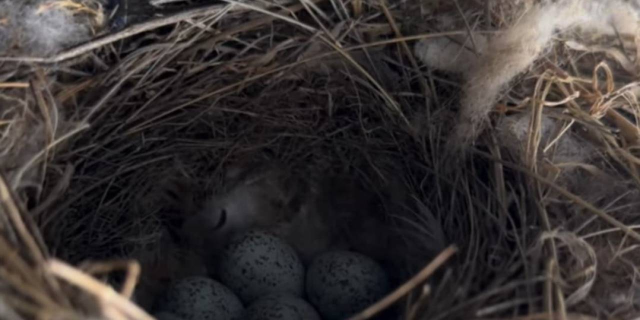 Ekskavatöre Yuva Yapan Kuş İçin Çalışmalar Durduruldu