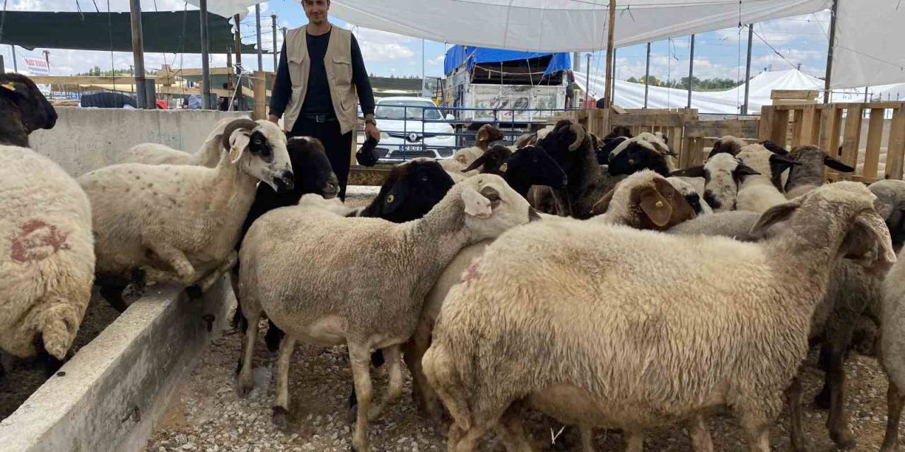 Konya’da Kurban Satıcıları Yarını Bekliyor