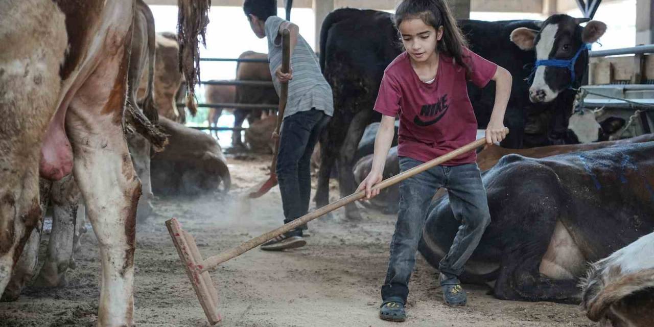 8 Yaşındaki Ecrin Hayvan Pazarının En Küçük Satıcısı