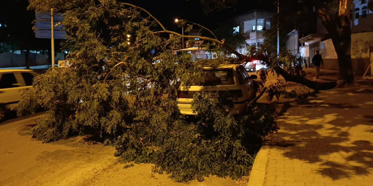 Park Halindeki Otomobilin Üzerine Ağaç Devrildi