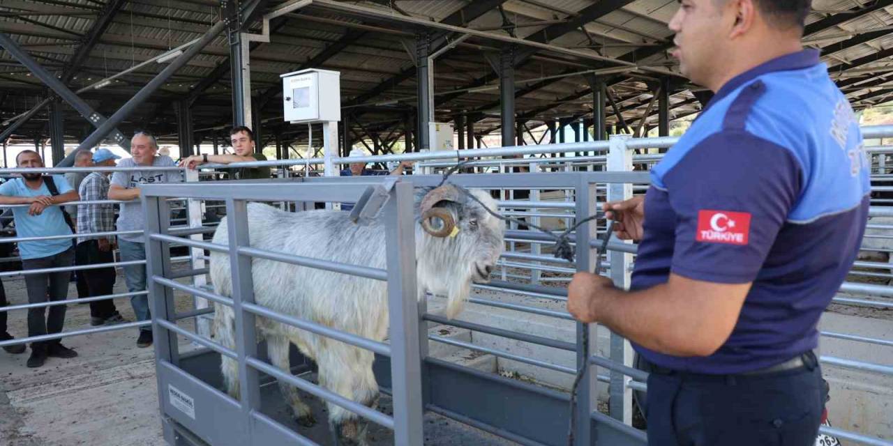 Pazarın En Ağırı 153 Kiloluk Teke Dikkat Çekti
