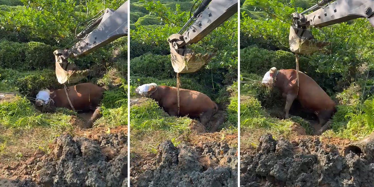 Rize’de kaçan boğa iş makinesiyle kurtarıldı; o anlar kamerada