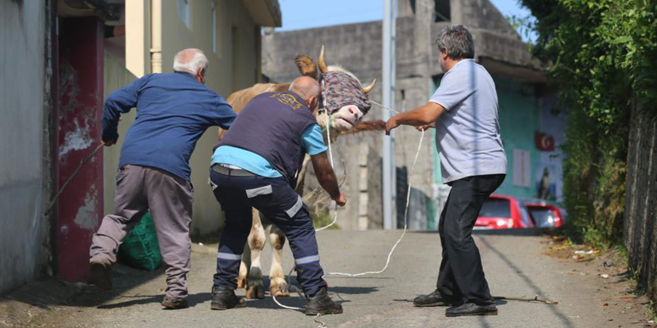 Rize'de kaçan kurbanlık sahiplerini peşinden koşturdu