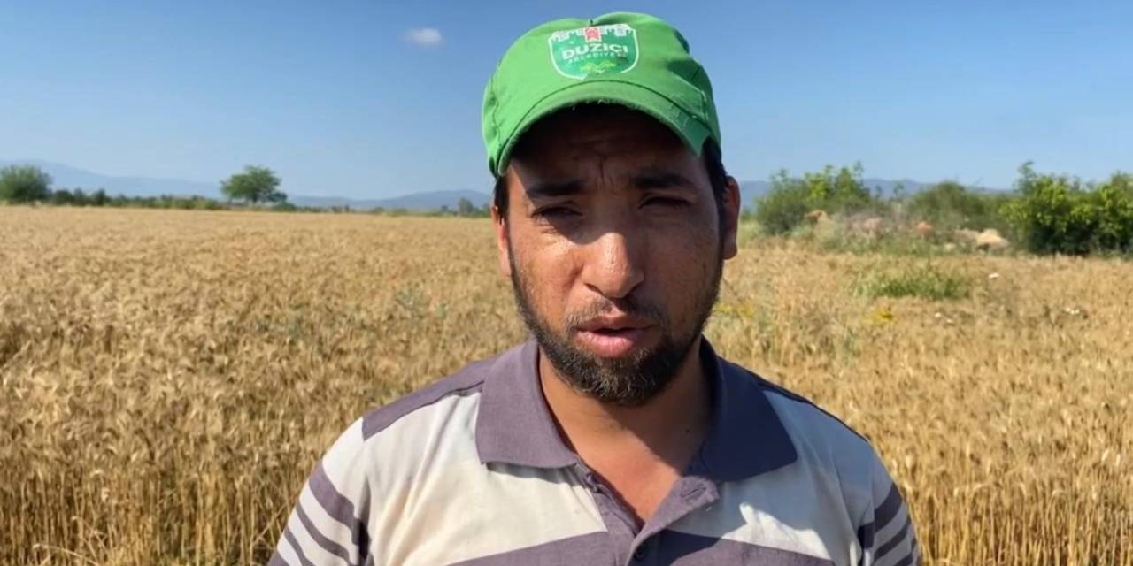 Osmaniye’de Mevsim Nedeniyle Buğday Hasadı Geç Başladı