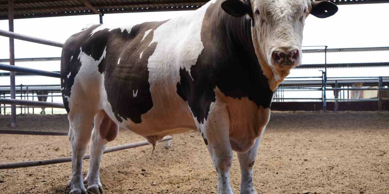 Gaziantep’te 1 Ton 600 Kiloluk Dana Fiyatıyla Dudak Uçuklatıyor