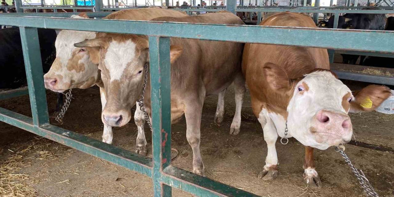 Eskişehir Hayvan Pazarı’nın 750 Kiloluk Düveleri