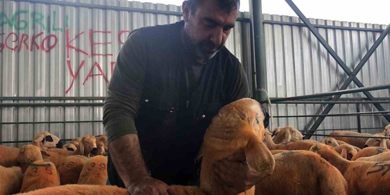 Turuncu Renkli Sivas Kangal Kuzuları Hem Renkleri Hem De Lezzetleriyle Dikkat Çekiyor