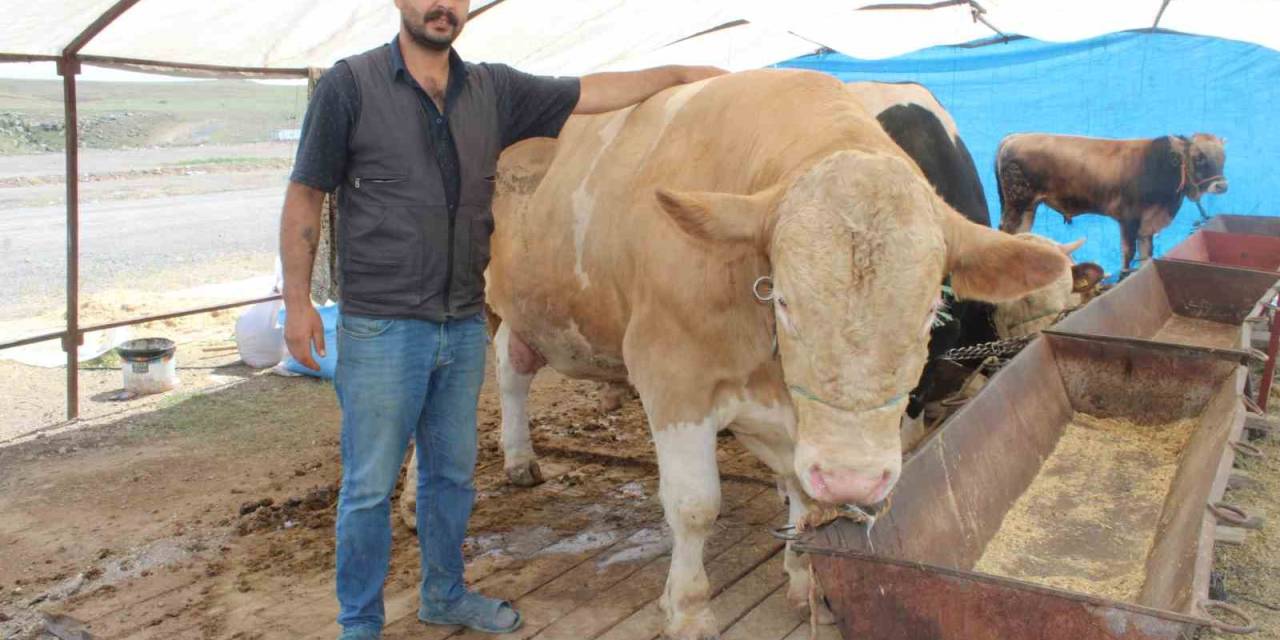 970 Kiloluk Minik, Pazarın İlgi Odağı Oldu