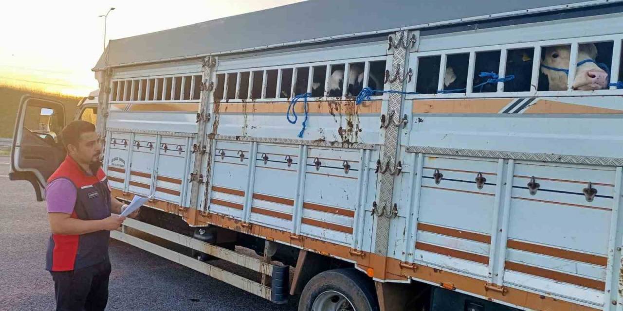 1915 Çanakkale Köprüsü’nde Kurbanlık Hayvan Denetimi