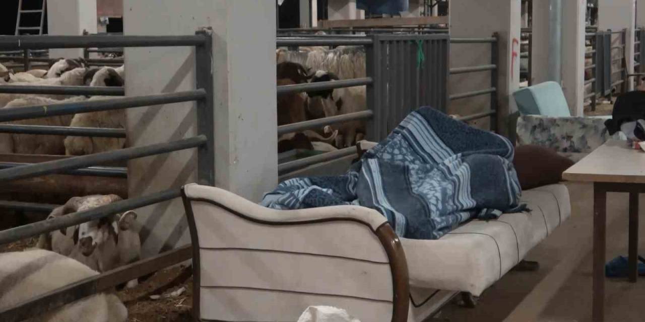 Bursa’da Koyunlarla ’koyun Koyuna’ Nöbet