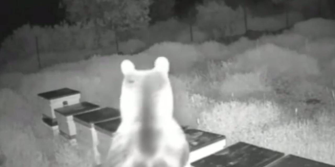 Ayılar Arı Kovanlarını Parçalayıp Balları Yedi