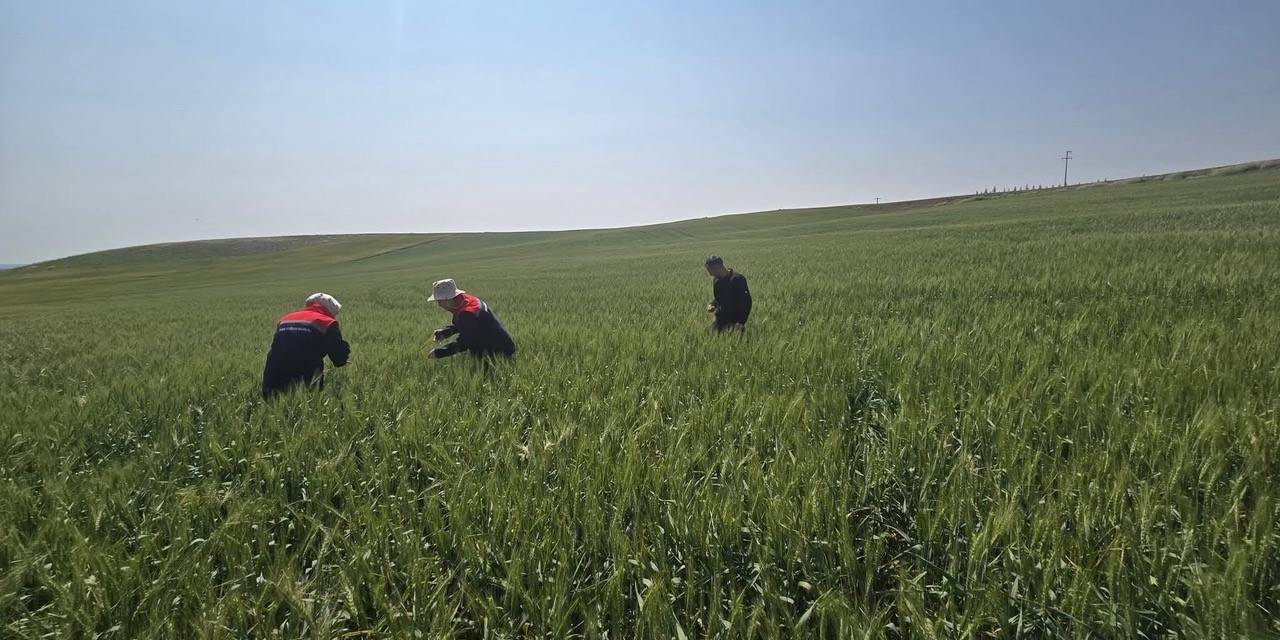 Kulu’da Süne Zararlısıyla Mücadele Çalışmaları
