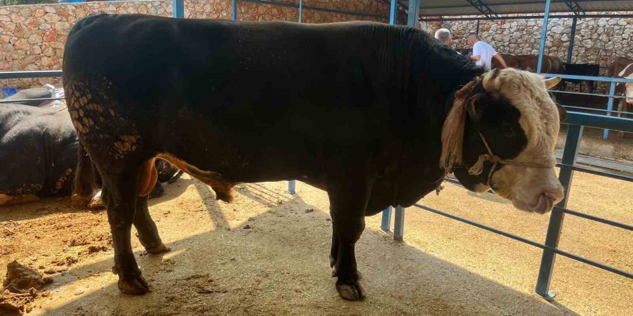 1 Ton 300 Kiloluk Tosun 430 Bin Tl’ye Satıldı