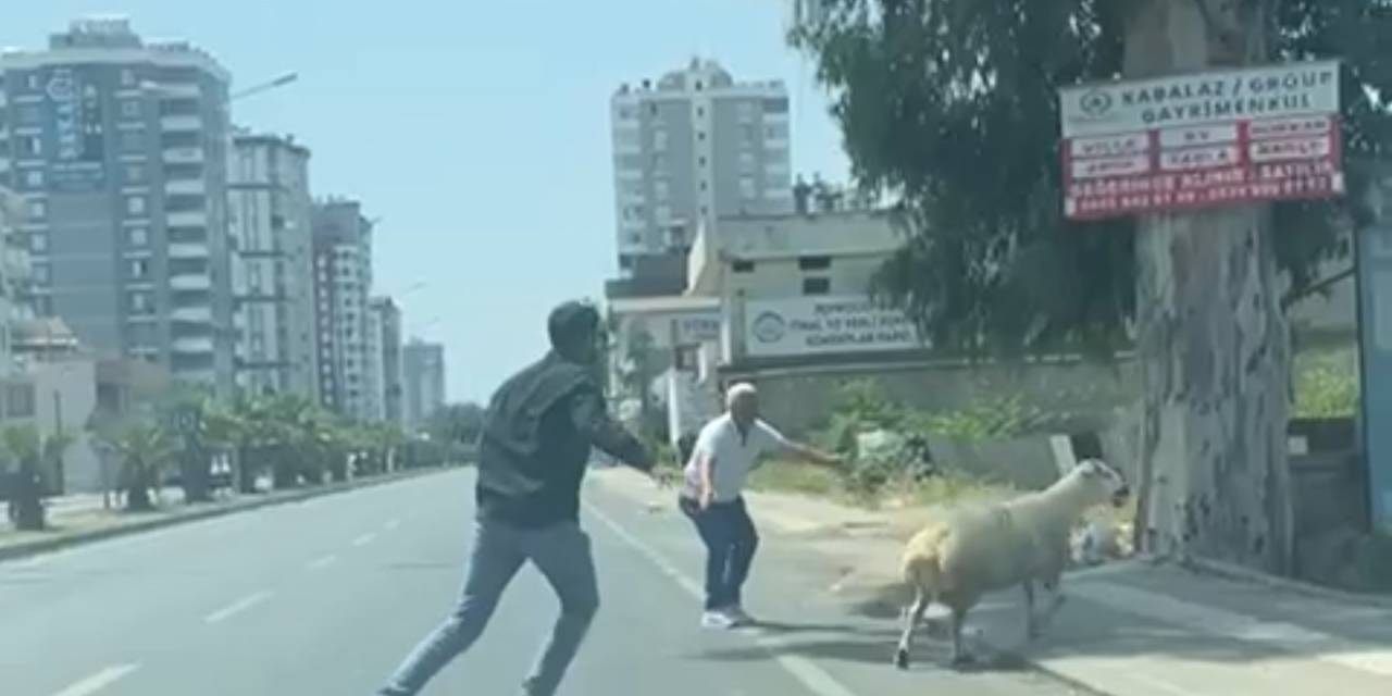 Adana’da Kaçan Koyun Ve Keçiler Sahiplerini Peşlerinden Koşturdu