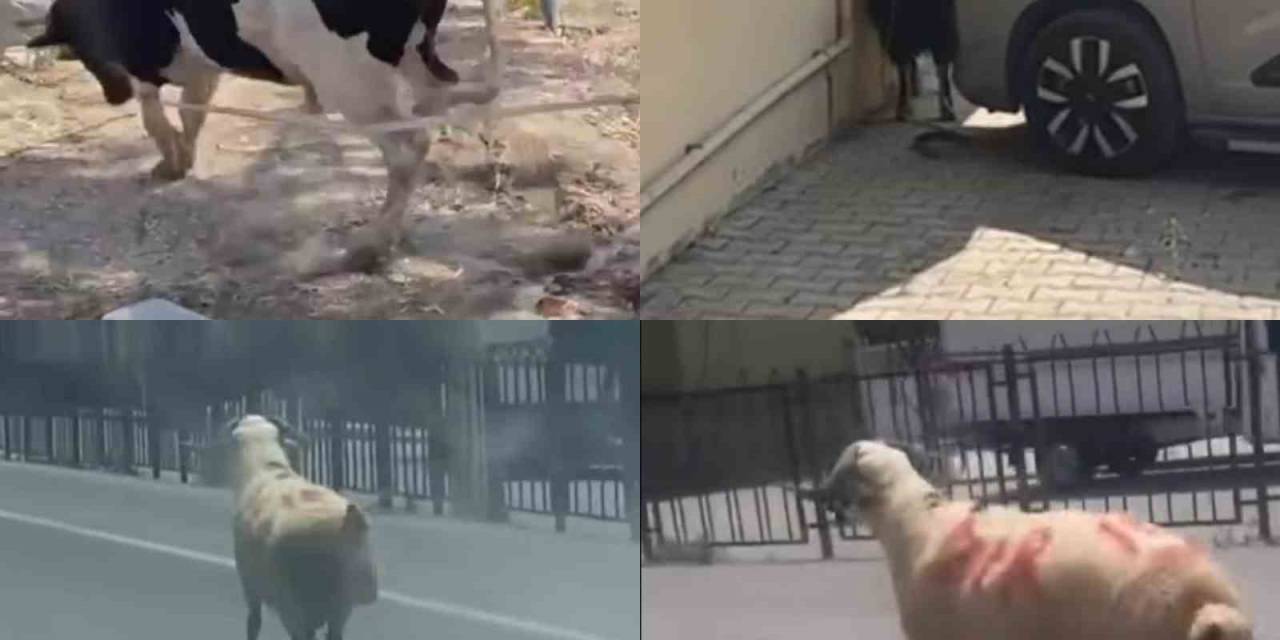 Kurbanlıklar Firarda