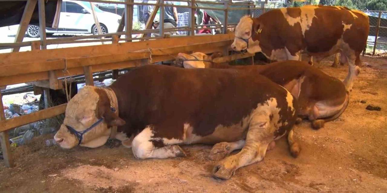 Esenyurt’ta Bayramın 2’nci Gününde Kurbanlıklar Büyük Oranda Satıldı