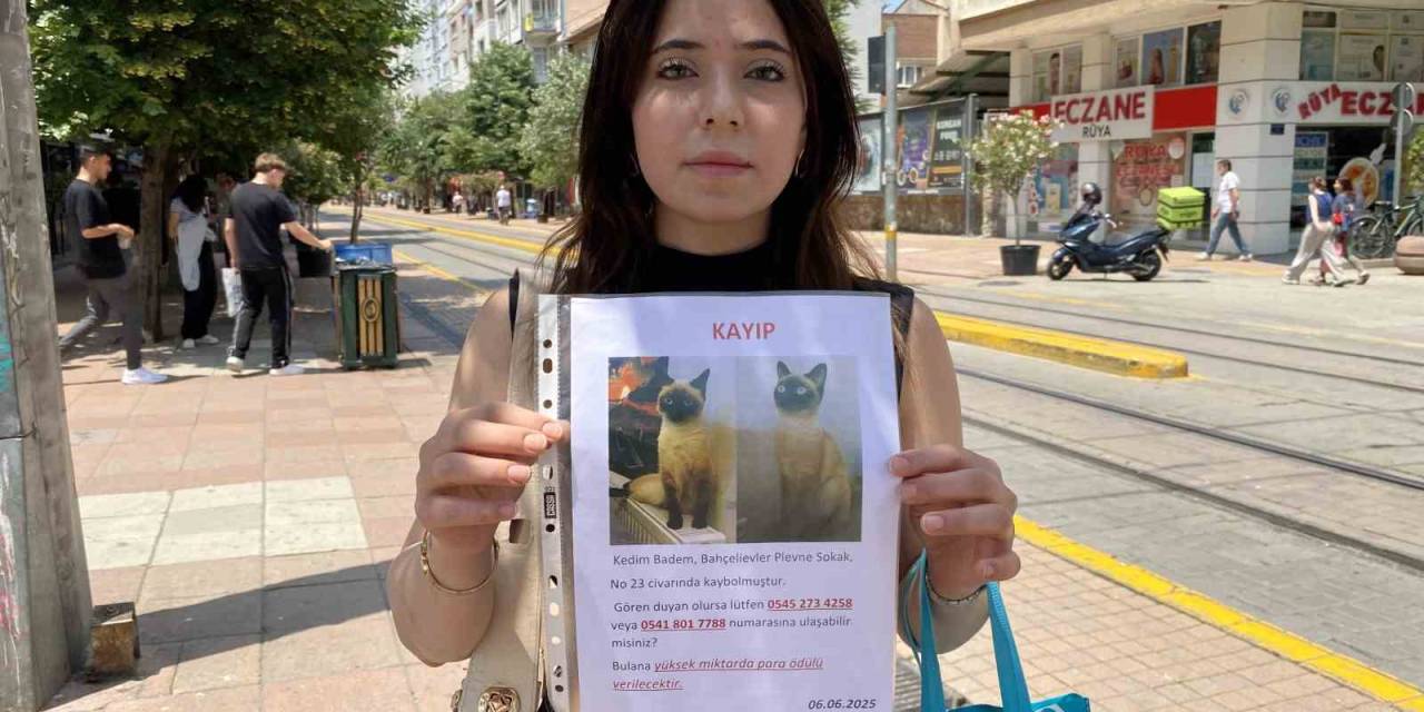 Herkes Bayramı Kutlarken O Sokak Sokak Kayıp Kedisini Aradı