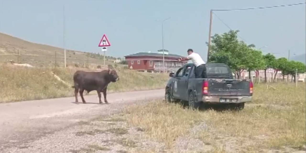 Kesimden Kaçan Tosun, Uyuşturucu İğneyle Sakinleştirildi