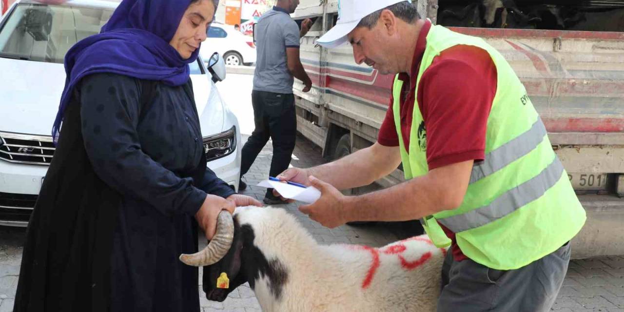 Şanlıurfa’da Yetim Ailelere Canlı Kurbanlık Dağıtıldı