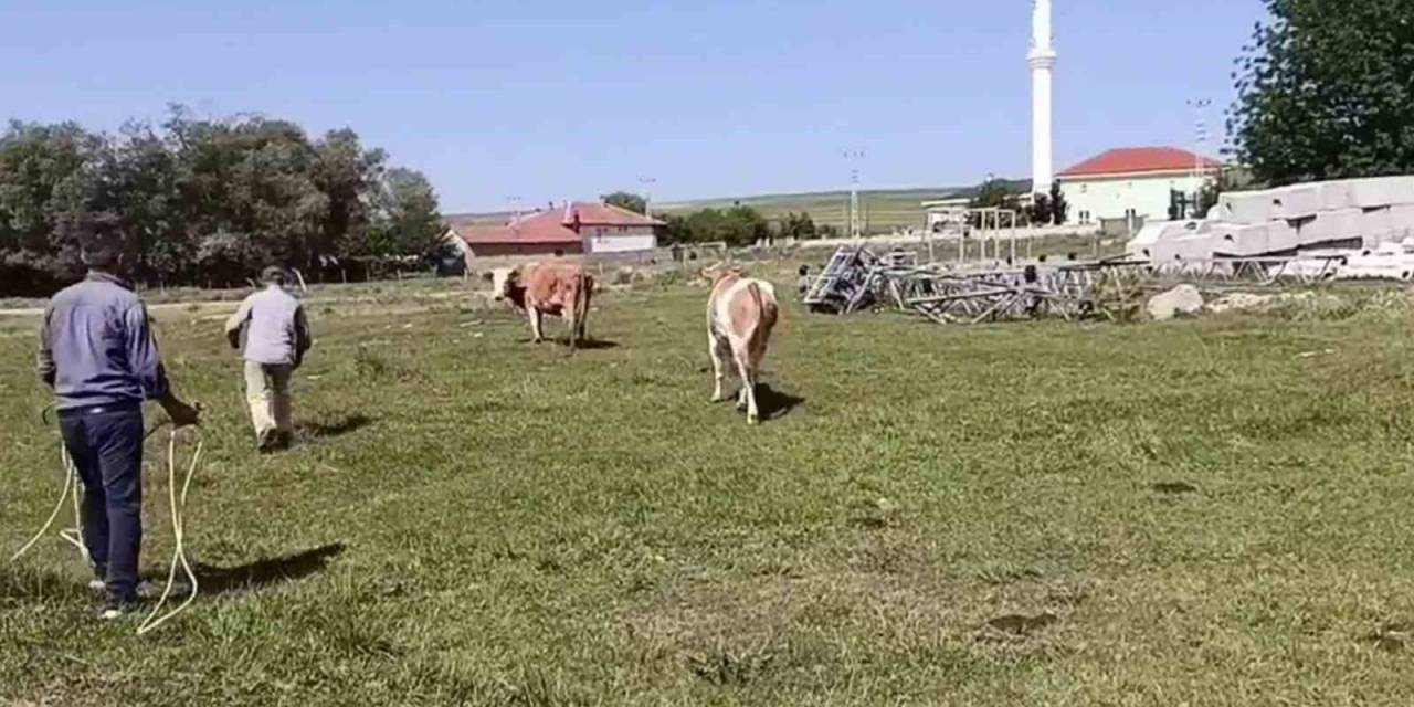 Kurbanlığın, Sahibini Terlettiği Anlar Cep Telefonuyla Anbean Kaydedildi