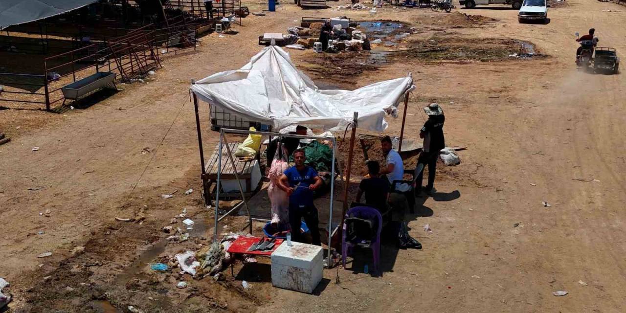 Kurbanlık Fiyatları Yüzde 40 Düştü