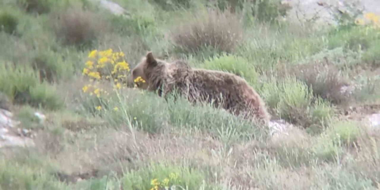 ’canım’ Diye Seslendiği Ayıyı Kayıt Altına Aldı, O Anlar Tebessüm Ettirdi
