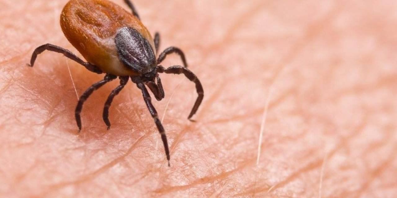 1 Kişinin Hayatını Kaybettiği Tomarza’da Kene Görüntülendi