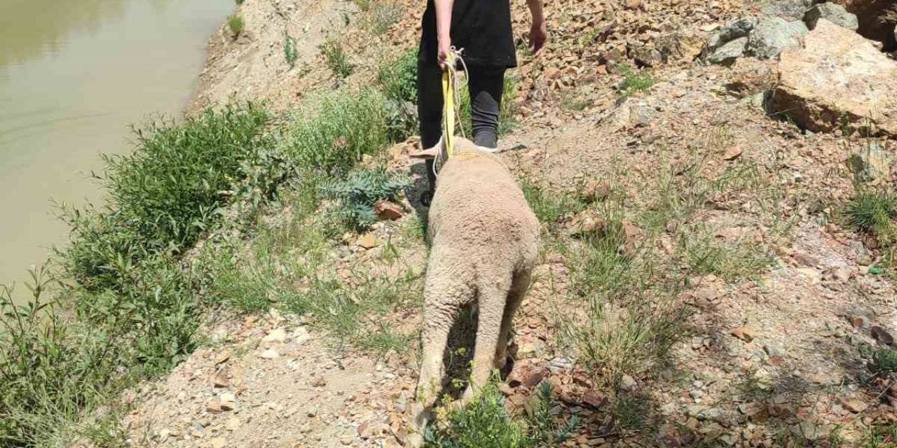 Dağlık Alanda Mahsur Kalan Kurbanlık Koyunu Ekipler Kurtardı