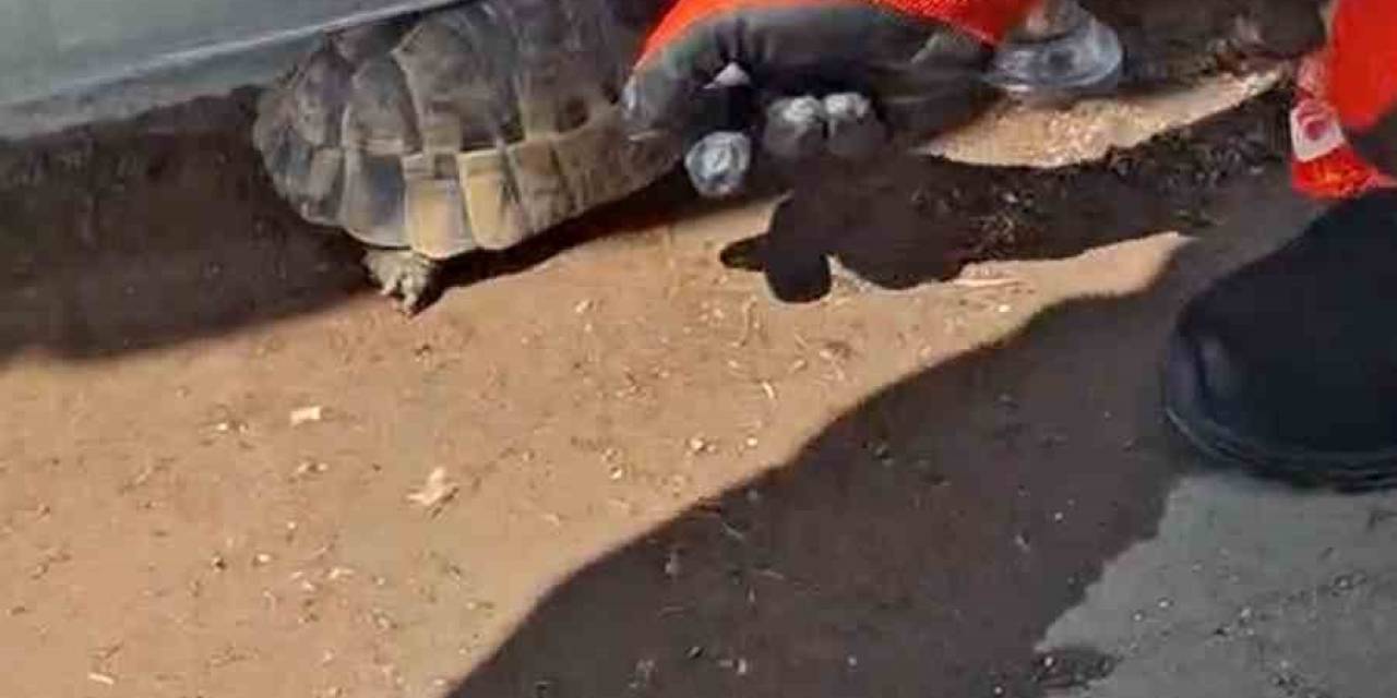 Kırıkkale’de Cam Korkuluk İle Zemin Arasına Sıkışan Kaplumbağayı İtfaiye Kurtardı