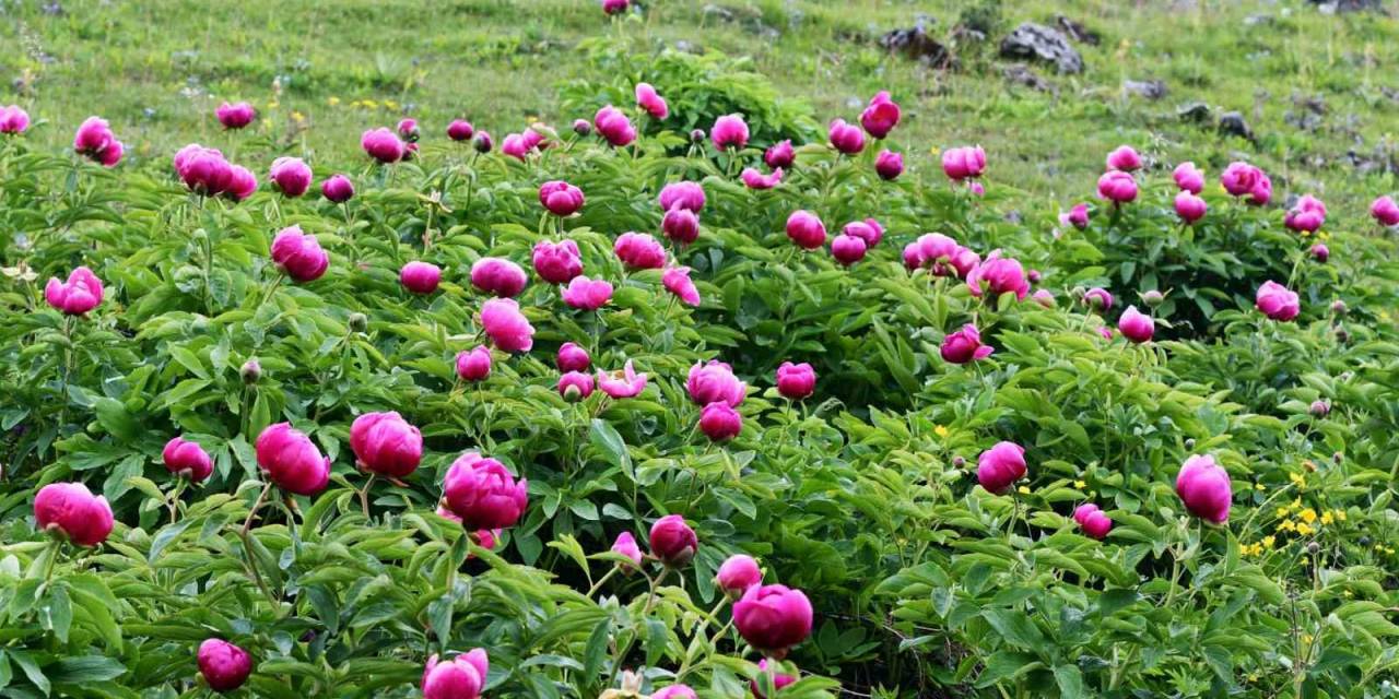 Yılda 10 Gün Açıyor: Bu Çiçeği Koparmanın Cezası Yarım Milyon