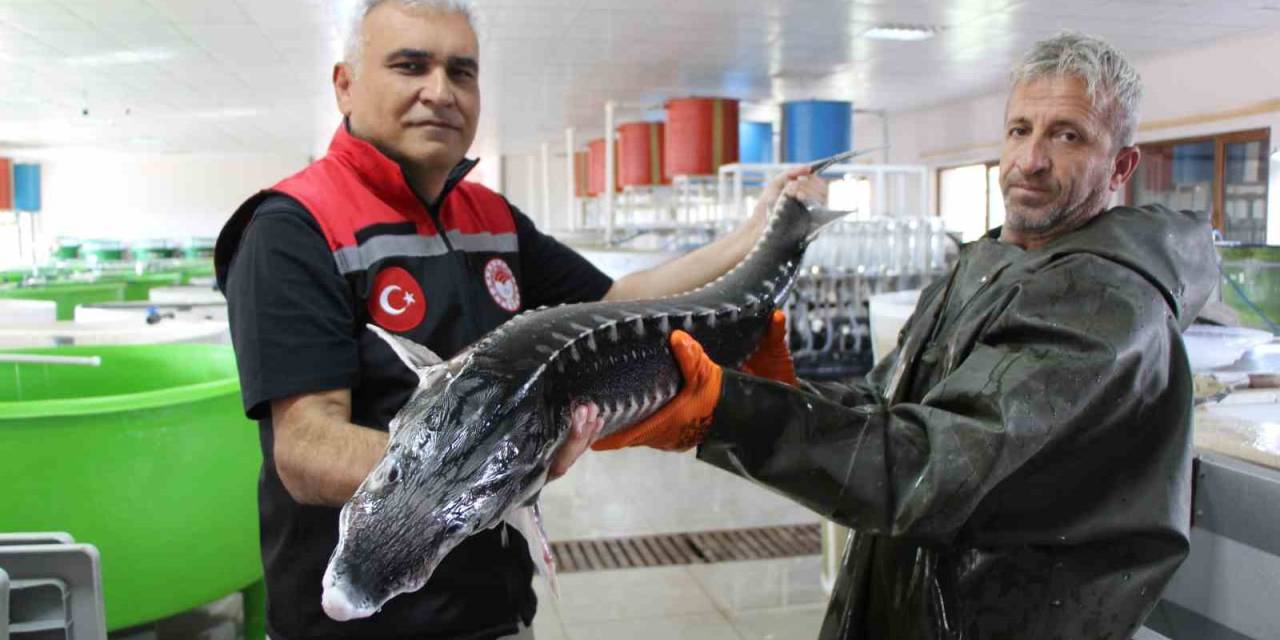 Nesli Tehlike Altındaki Sivriburundan Sadece 150 Tane Kaldı, Amasya’da 100 Bin Yavru Balık Üretimi Planlanıyor