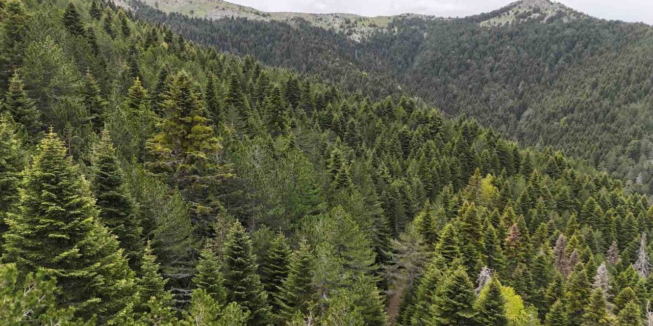 Tarihe Yön Veren Ağaç: Kazdağı Göknarı