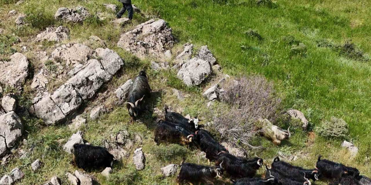 Bitlis’te Kaçan 26 Kurbanlık Keçi Dronla Bulundu