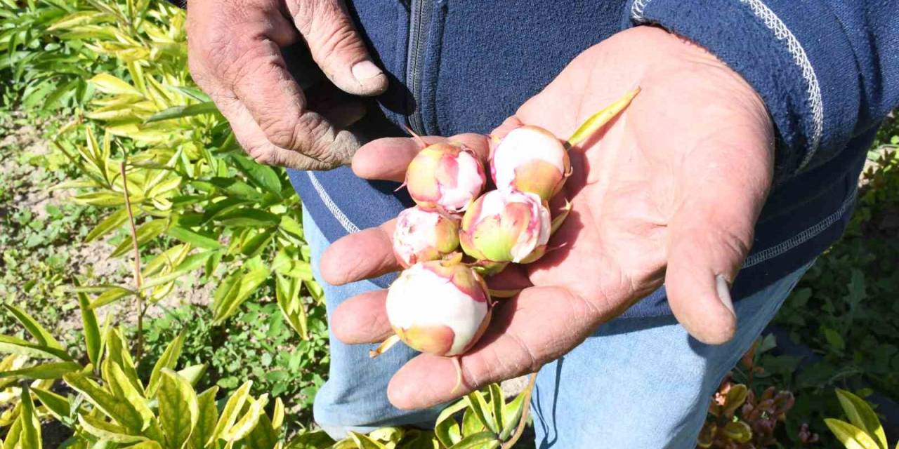 Hollanda’dan Gelen Şakayık Çiçeklerini Yozgat’ta Don Vurdu