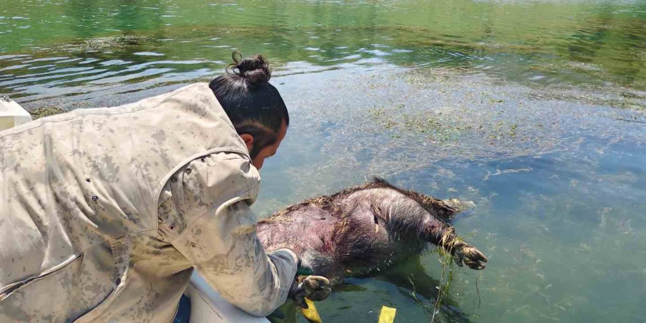 Pelitli Barajı’nda Ölü Domuz Buldu