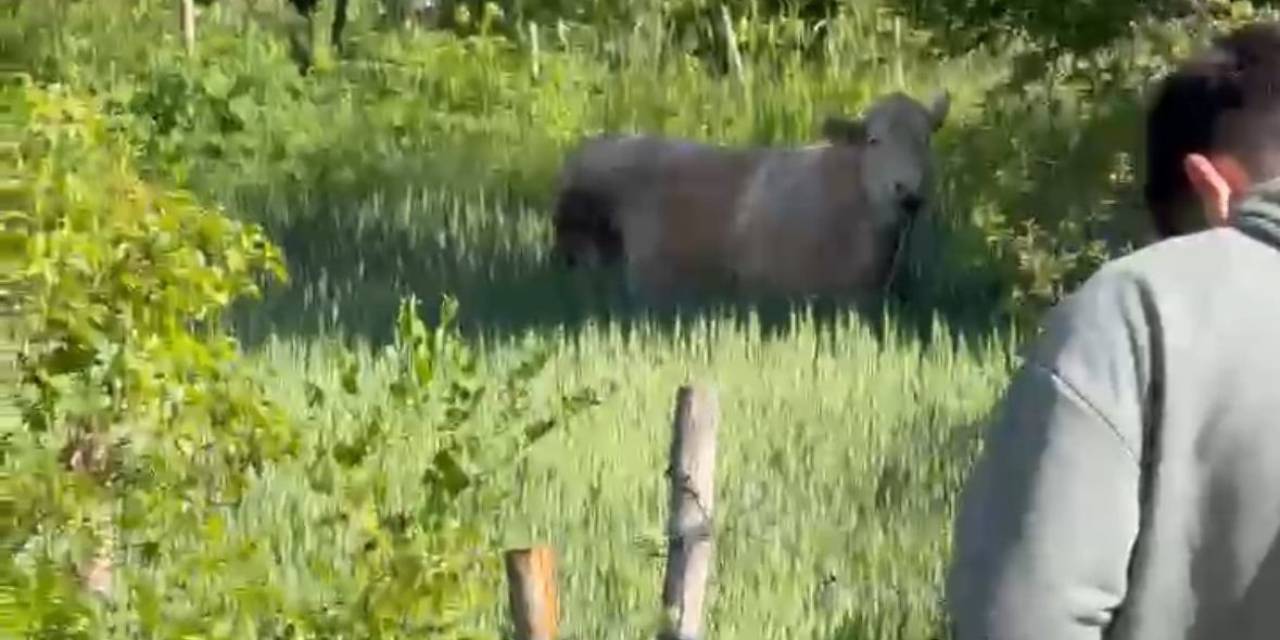 Bolu’da Kurbanlık Dana Tarlaya Kaçtı, Köylüler Seferber Oldu