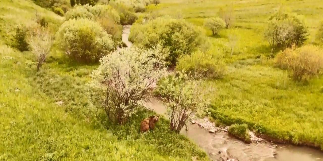 Kars’ta Doğada Dolaşan Boz Ayı Havadan Görüntülendi