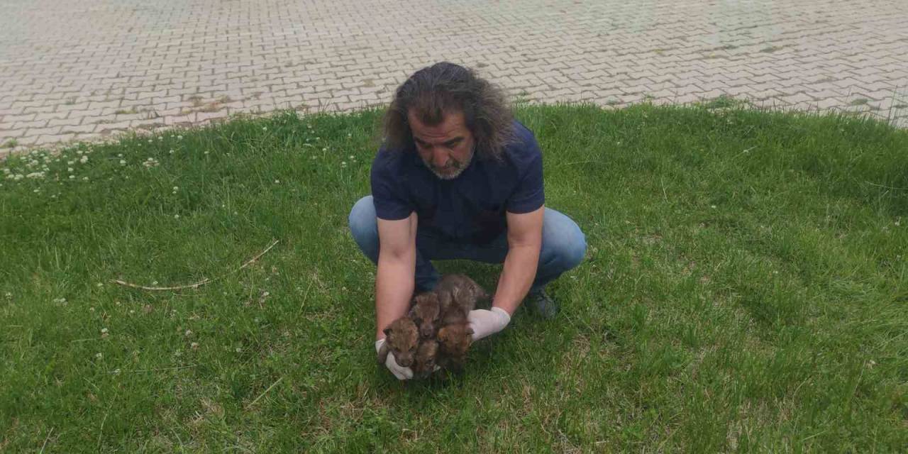 Muş’ta Yaylada Bulunan 4 Kurt Yavrusu Van’da Kreş Hizmeti