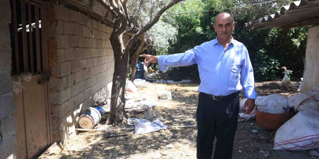 ‘Bu Benim En Uysal Hayvanım’ Dediği Boğa, Karayolunda Trafiği Durdurarak Korku Dolu Anlar Yaşattı