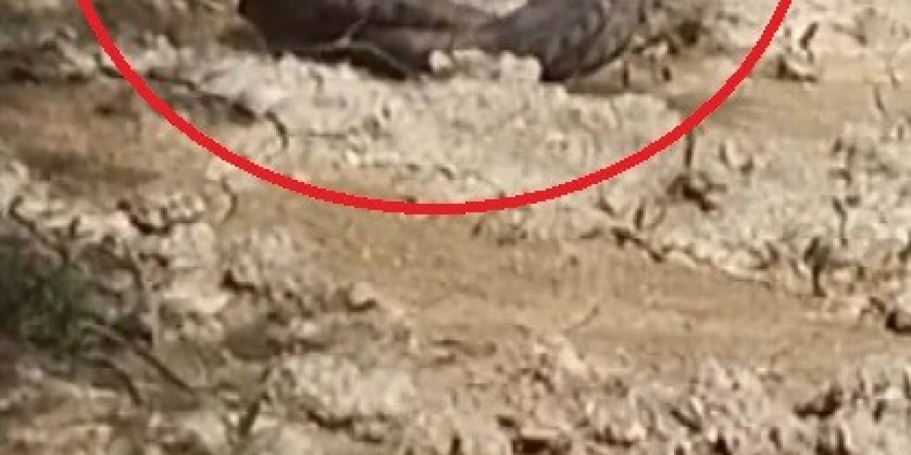 Hatay’da Yılanların Çiftleşme Dansı Kamerada