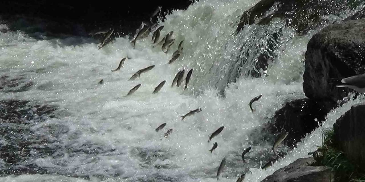 Van Gölü’nün Eşsiz Canlısı İnci Kefalinin Muhteşem Göçü Devam Ediyor