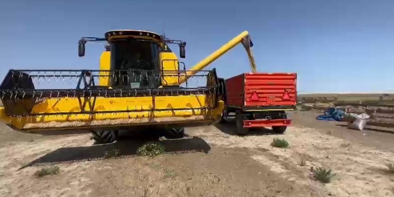 Konya’nın Kulu İlçesinde Ekilen Arpa Zamanından 3 Hafta Önce Hasat Edildi