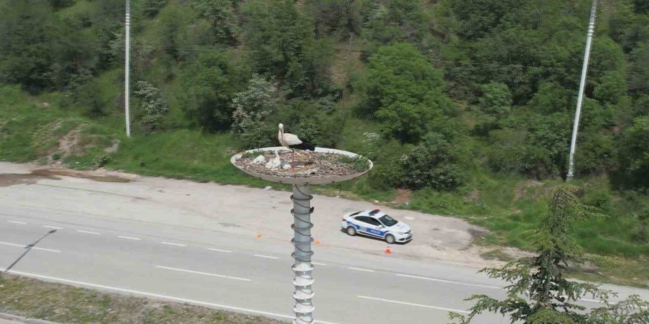 Leylek Otelin Yavruları Dünyaya Geldi