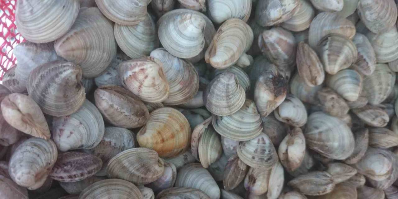 Deniz Hıyarı Ve Beyaz Kum Midyesi Üretimi Arttı