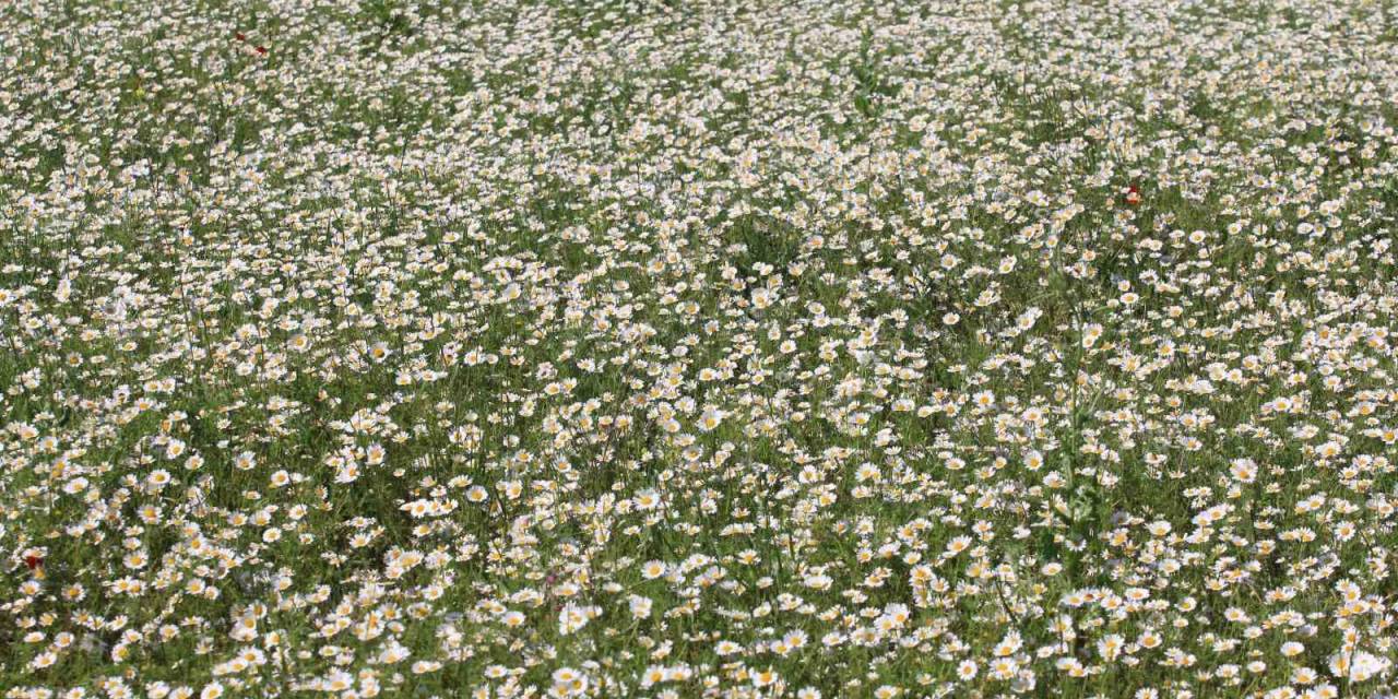 Tigem’in Meraları Papatya Tarlasına Dönüştü