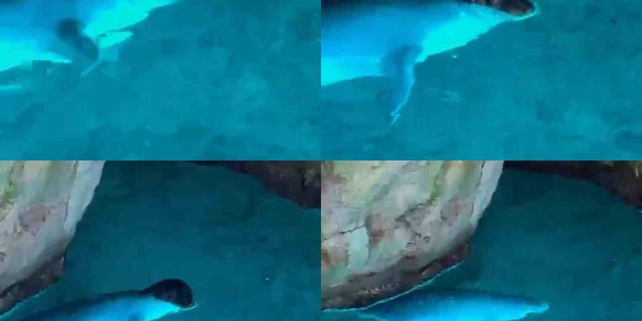 Tatilciler, Mağarada Akdeniz Fokuyla Karşılaştı